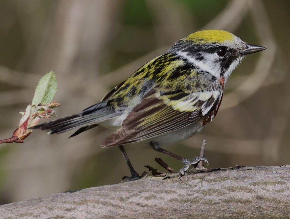 Chestnut-sided Warbler - Pam Rasmussen