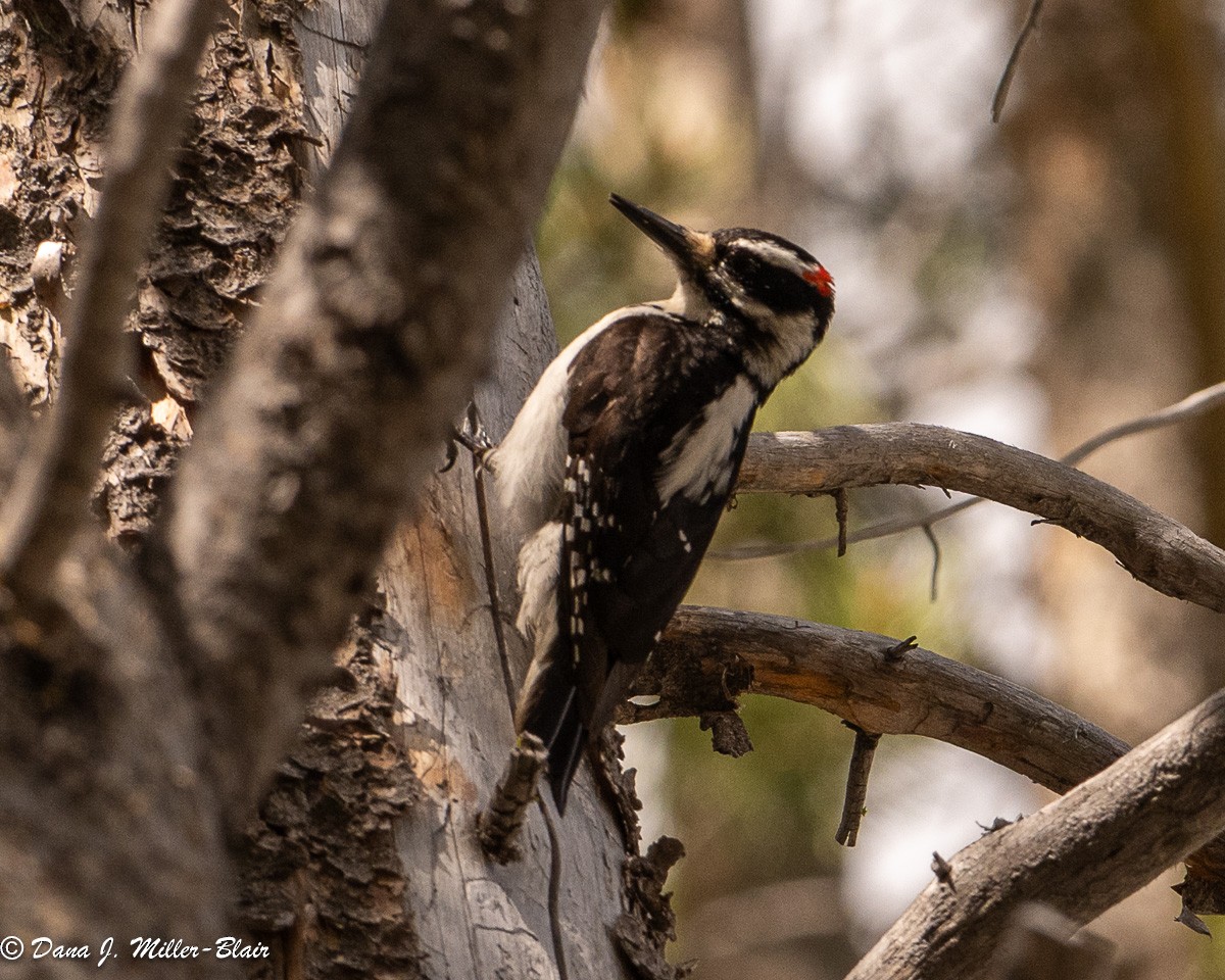 Hairy Woodpecker - ML619553502