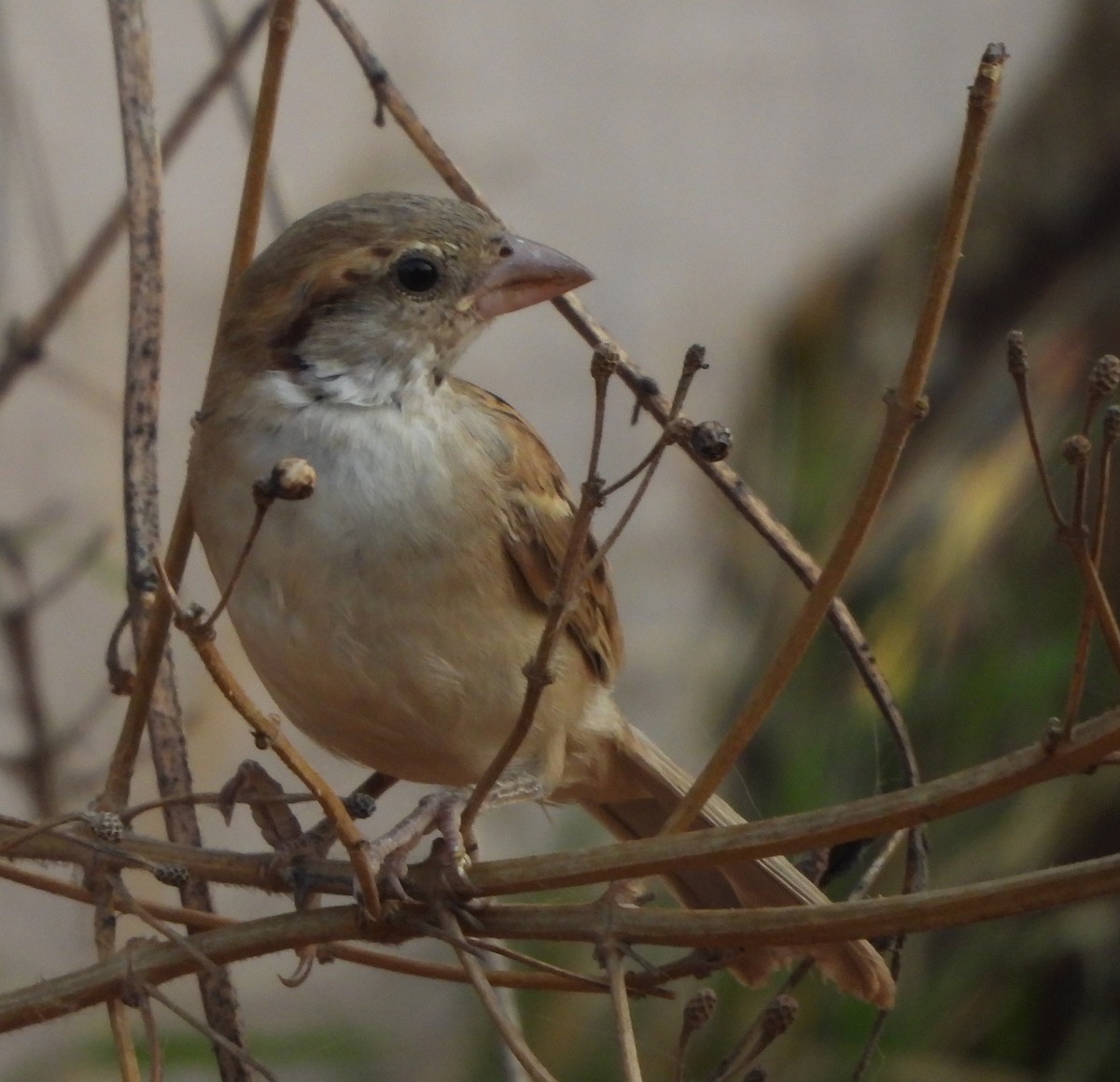 House Sparrow - Prof Chandan Singh Dalawat