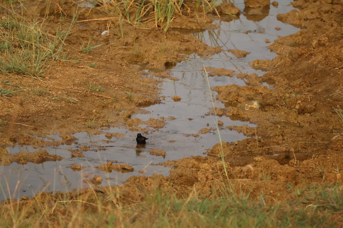 Pied Bushchat - Leena m falke Dhenge