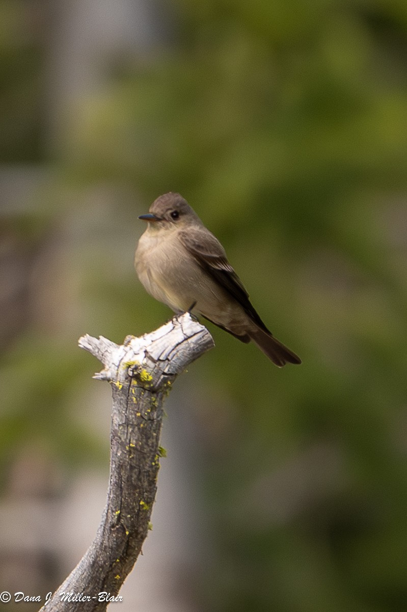 Western Wood-Pewee - Dana Miller-Blair