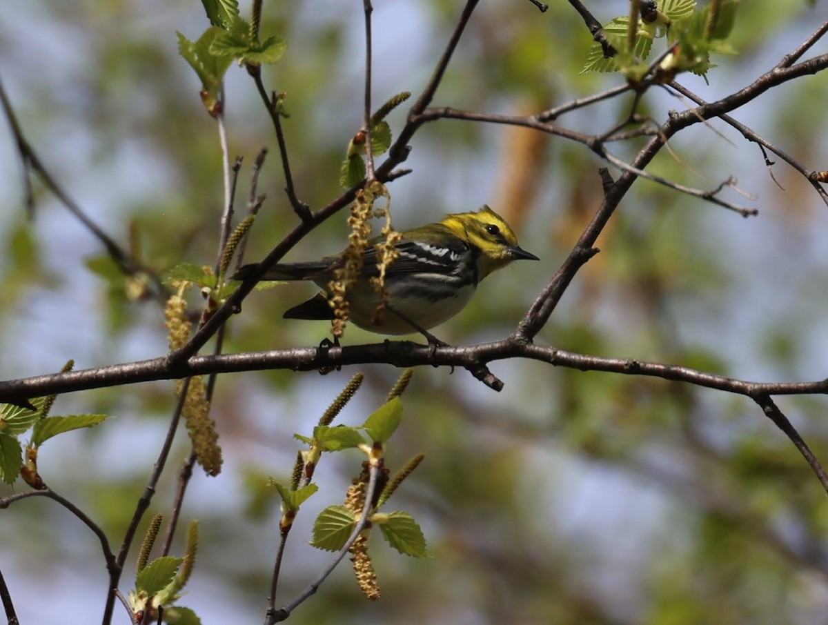 Black-throated Green Warbler - Pam Rasmussen