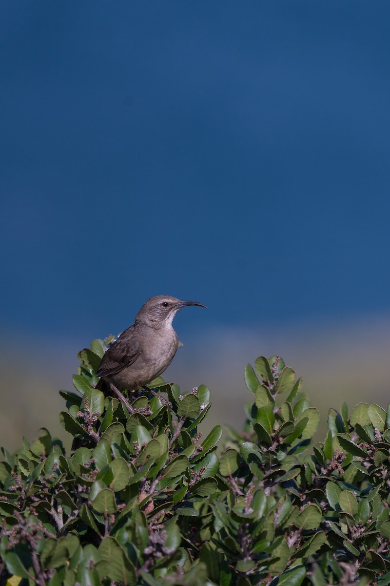 California Thrasher - Colin Gallagher