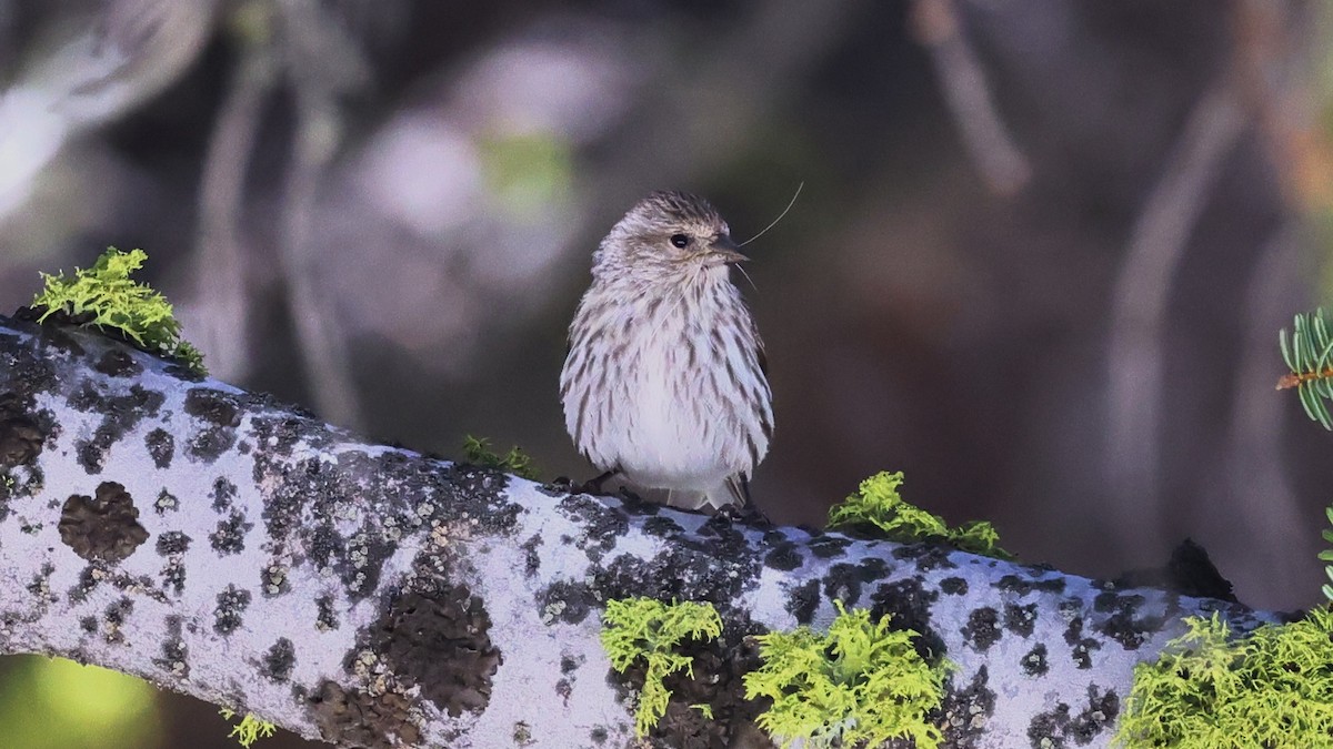 Pine Siskin - ML619553525