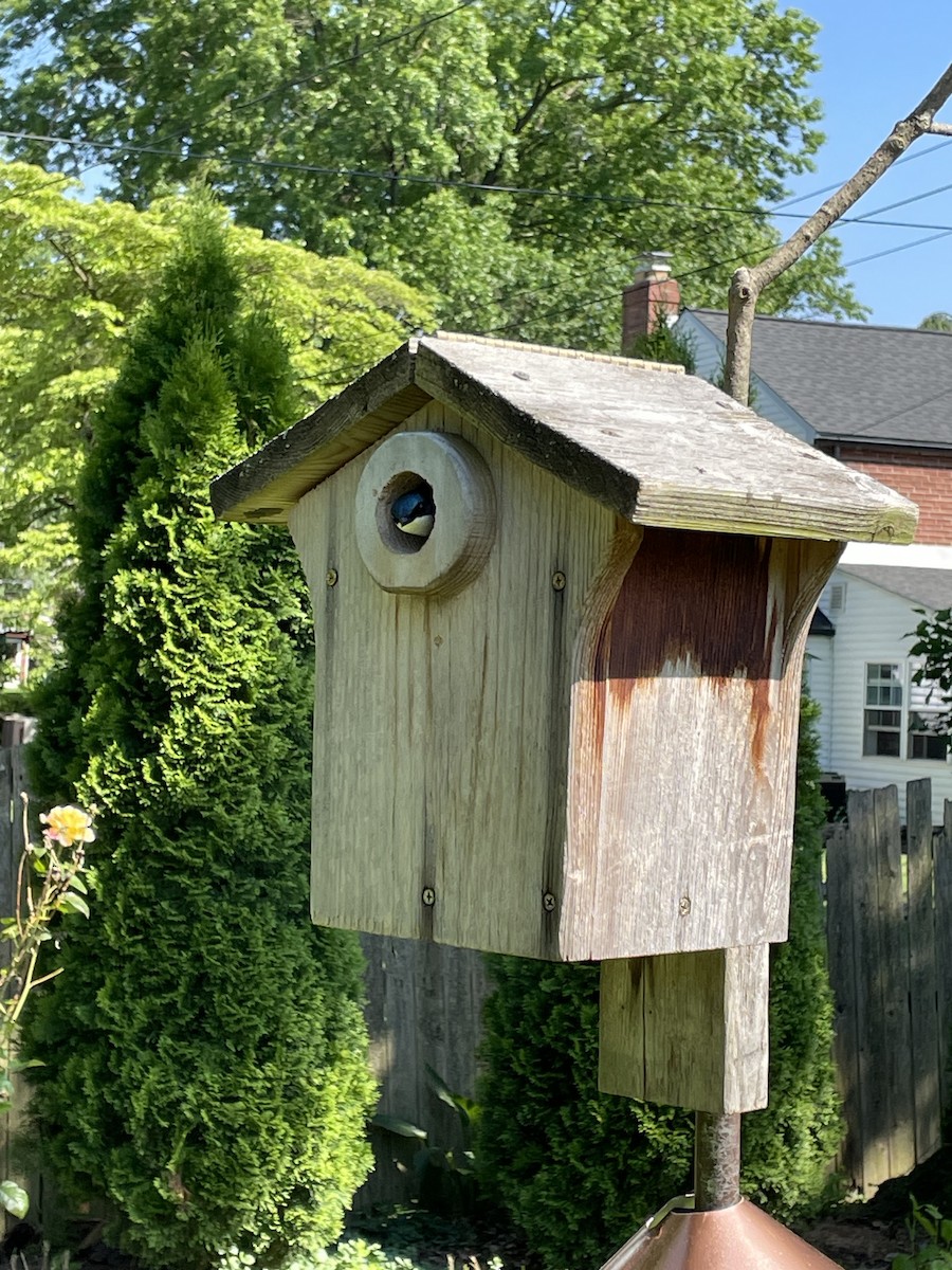 Tree Swallow - ML619553526