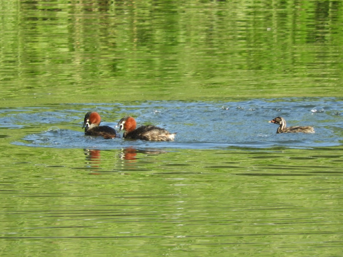 Little Grebe - Takayuki Uchida