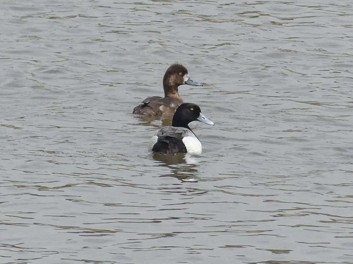 Greater Scaup - Vincent  T Cottrell