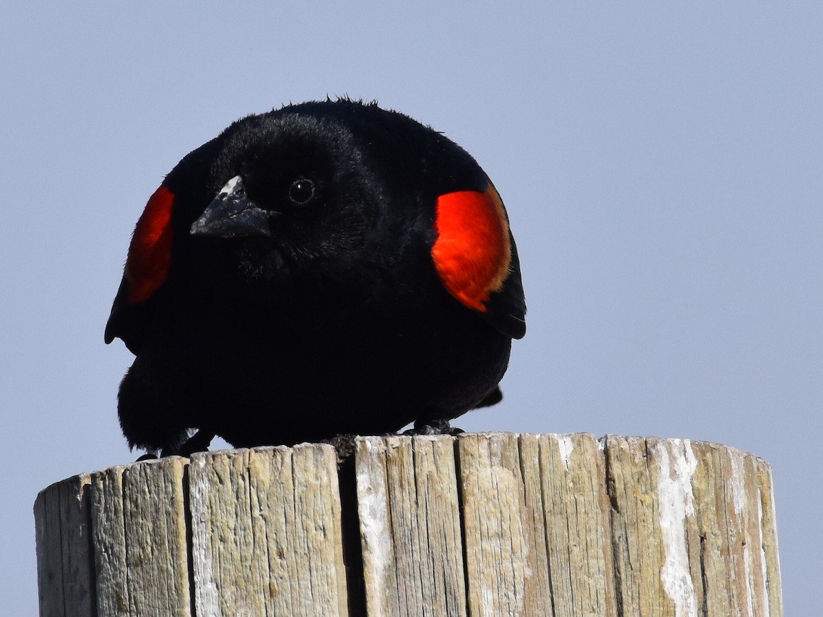 Red-winged Blackbird - David Gallagher