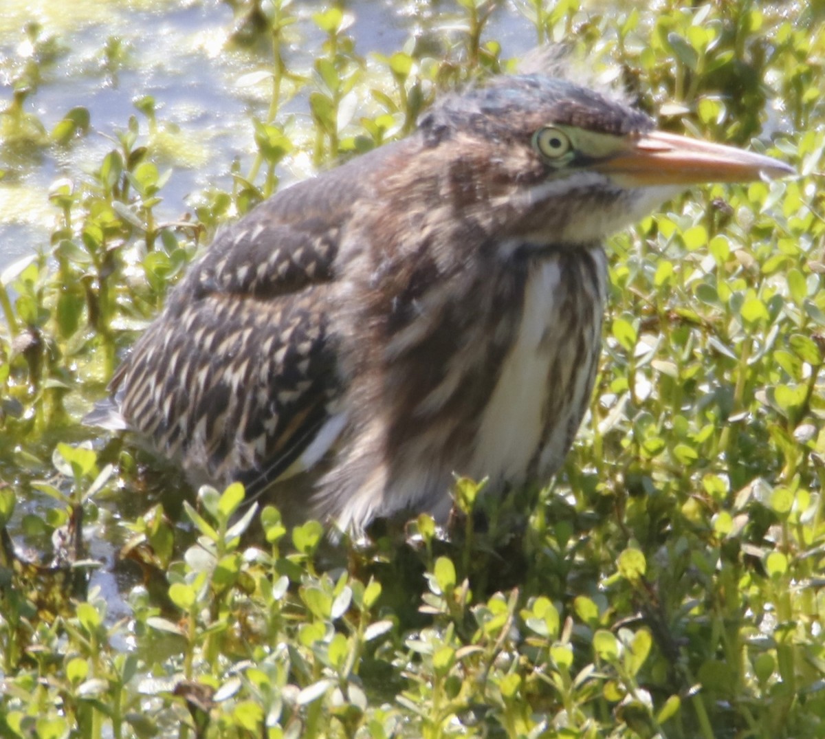 Green Heron - Barry Spolter