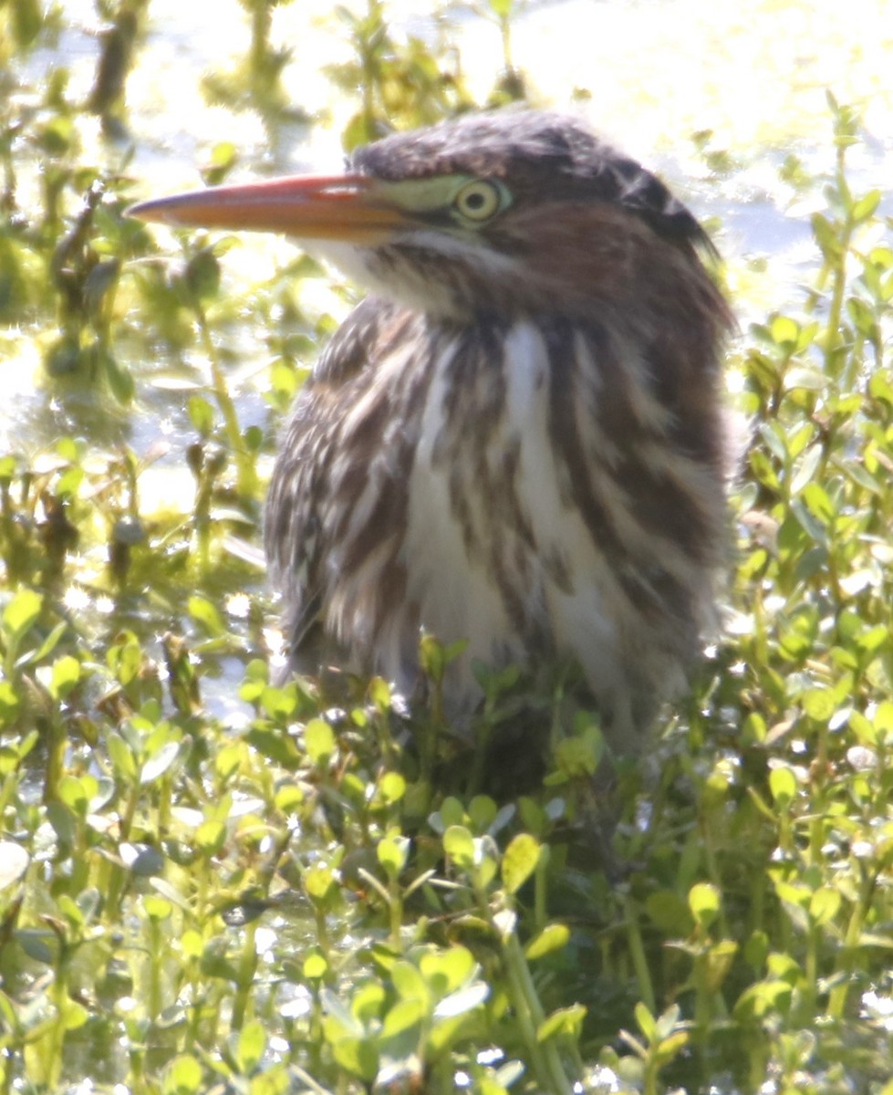 Green Heron - Barry Spolter