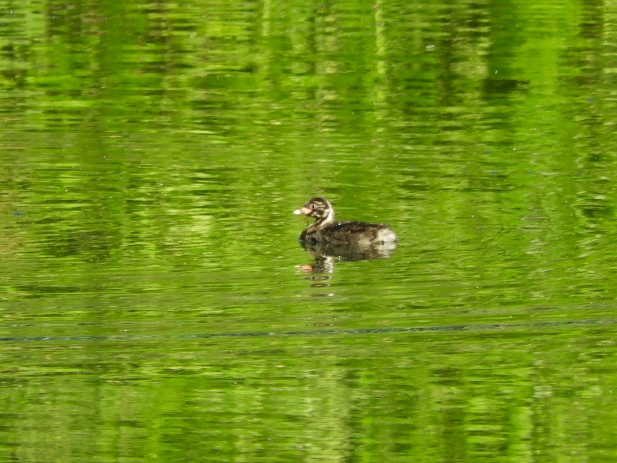 Little Grebe - Takayuki Uchida