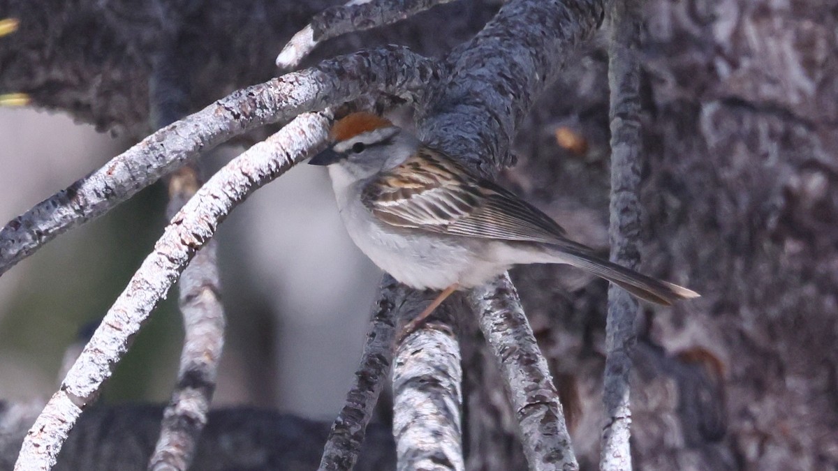 Chipping Sparrow - Alistair Skinner