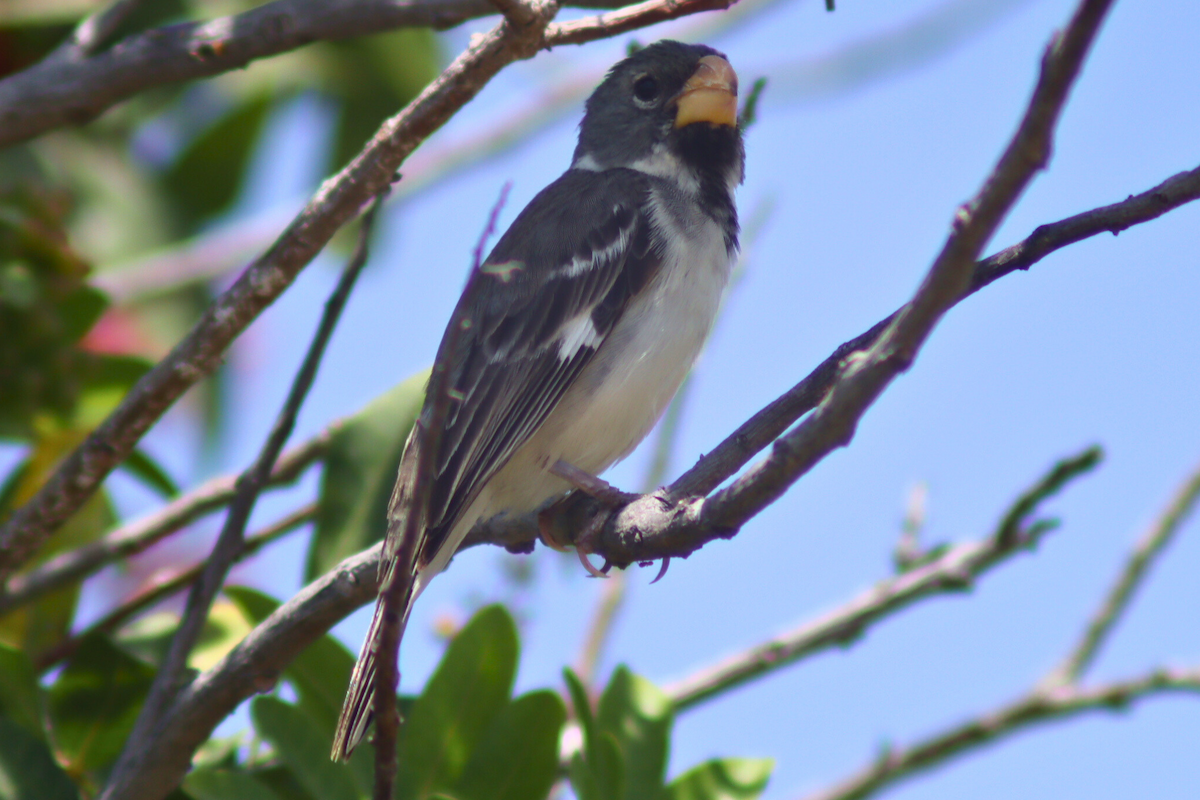 Parrot-billed Seedeater - ML619553541