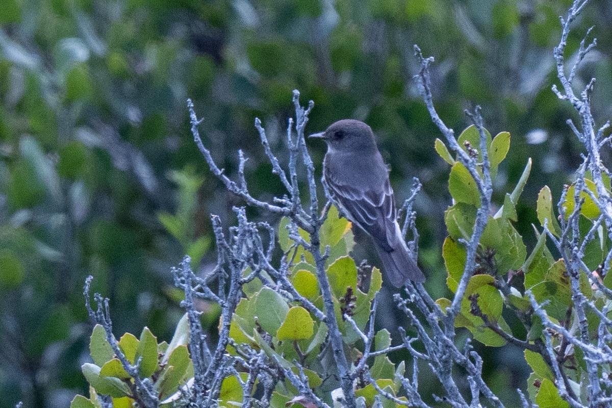 Western Wood-Pewee - Colin Gallagher