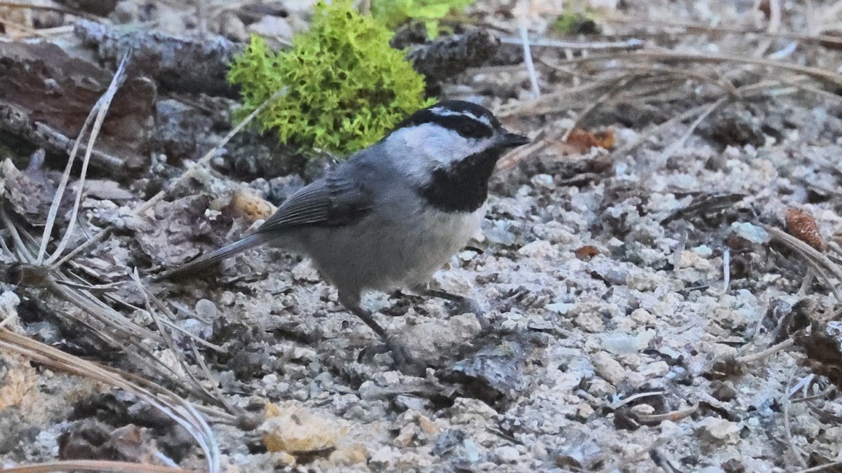 Mountain Chickadee - Alistair Skinner