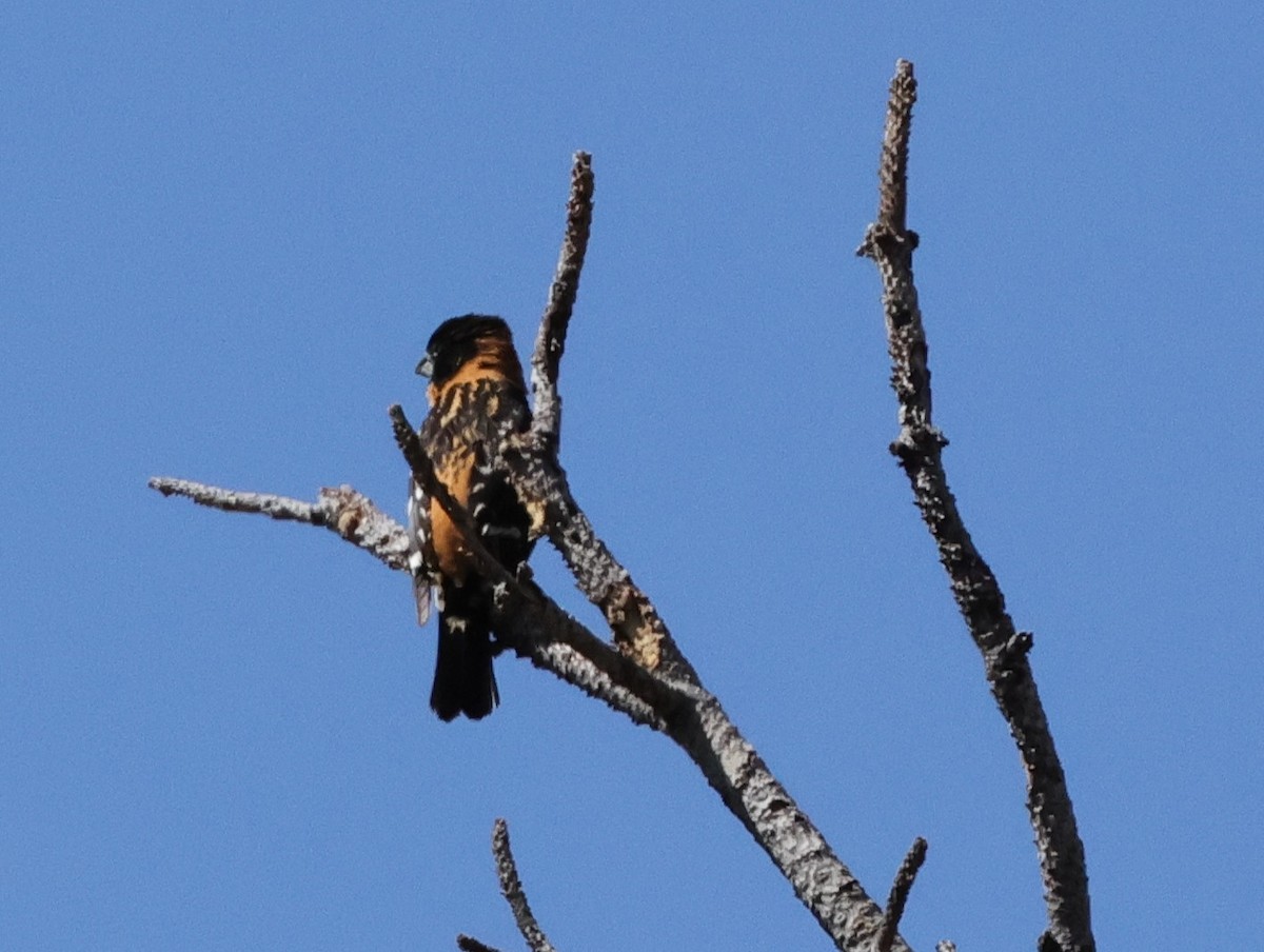 Black-headed Grosbeak - Chris Gilbert