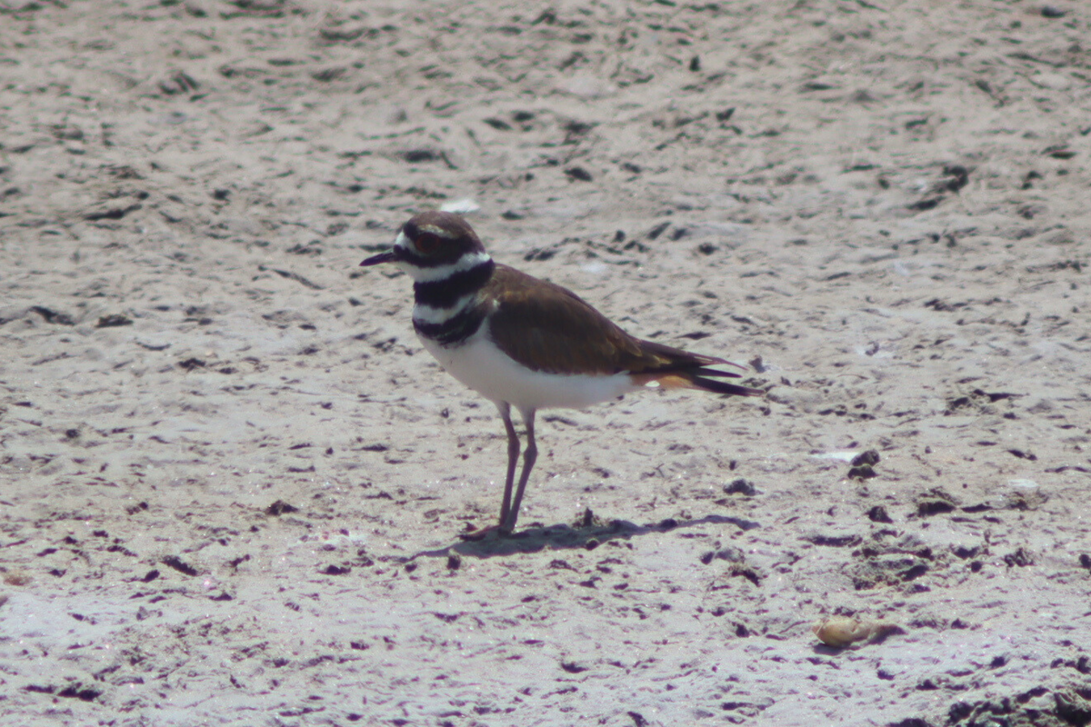 Killdeer - Marisel Alexandra Flores Moscol