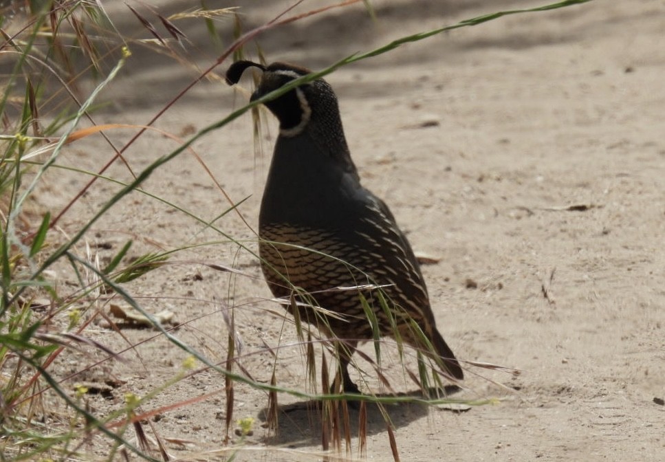 California Quail - ML619553551