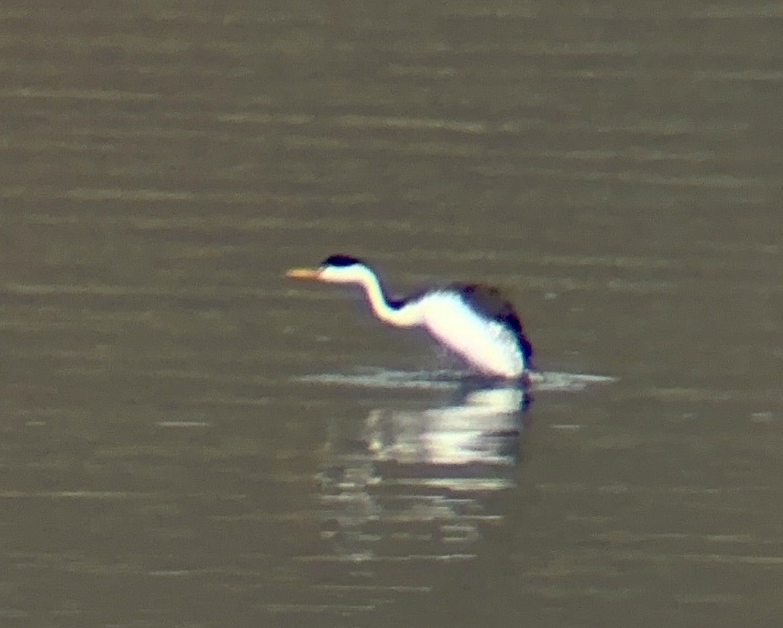 Clark's Grebe - Matt Blaze