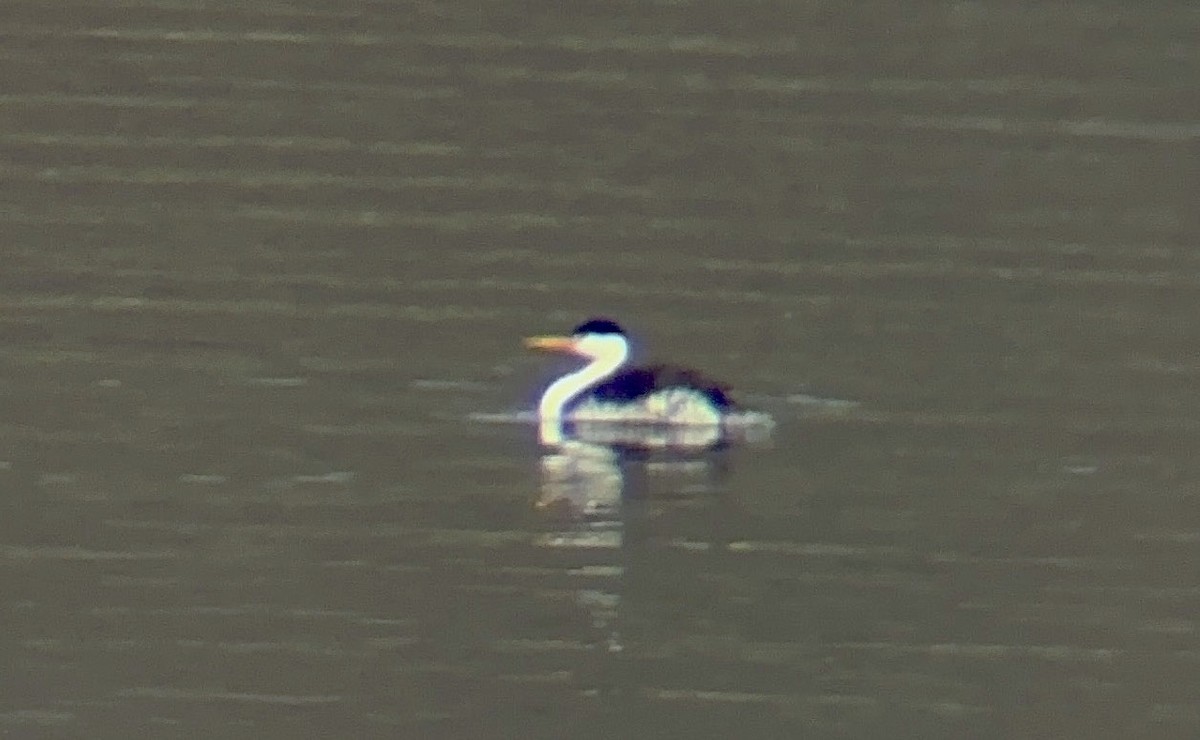 Clark's Grebe - Matt Blaze