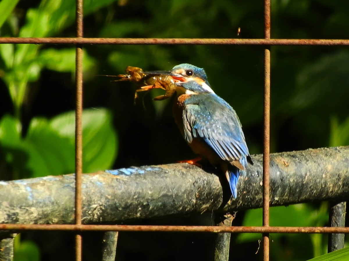 Common Kingfisher - Takayuki Uchida