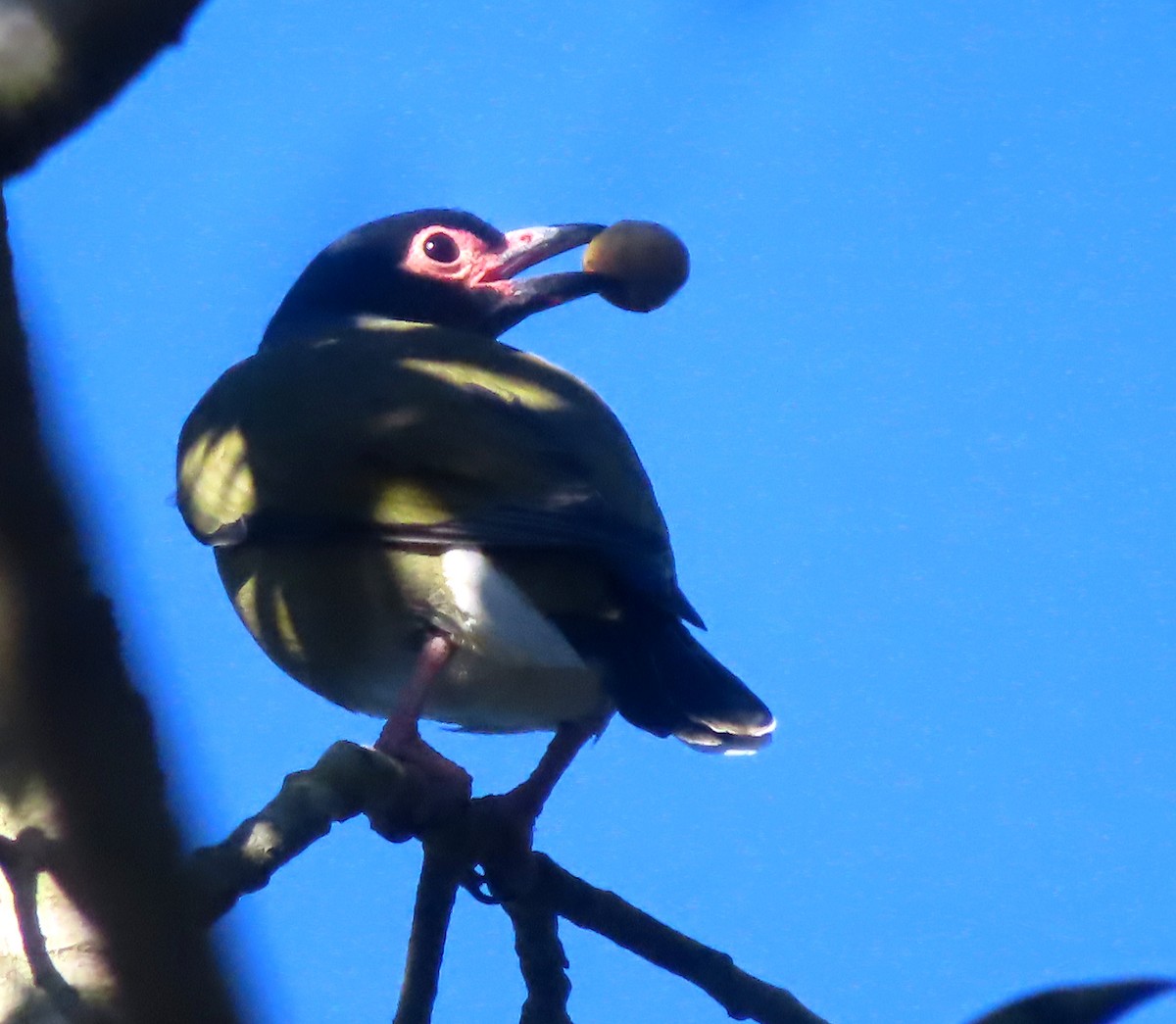 Australasian Figbird - Paul Dobbie