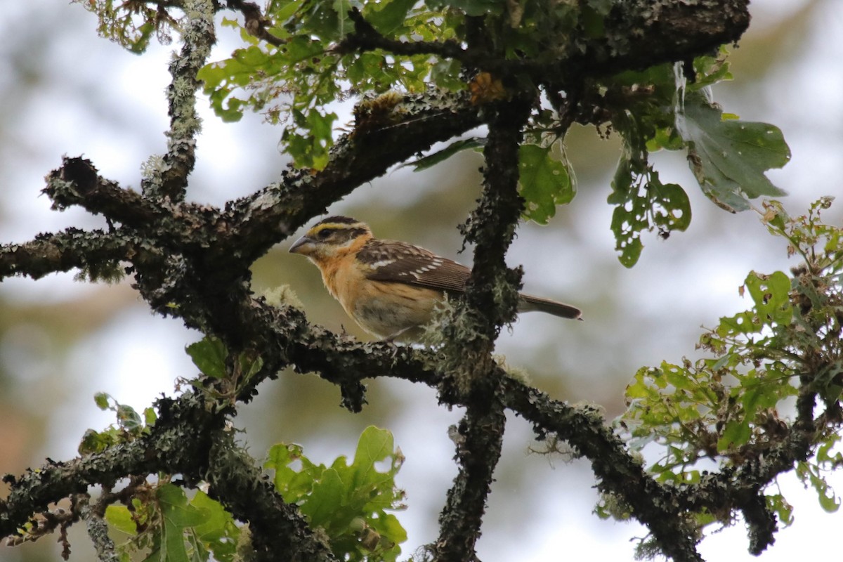 Black-headed Grosbeak - ML619553566