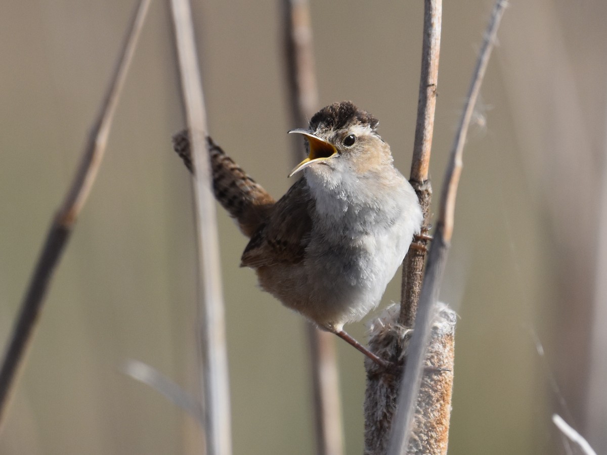 Marsh Wren - David Gallagher