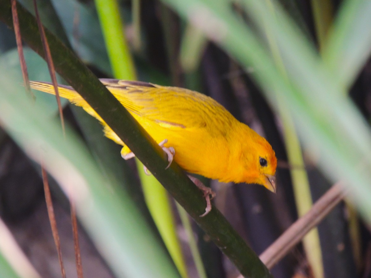 Saffron Finch - Rafael Tovar // Parque Temático Cafetero Finca La Pedregoza