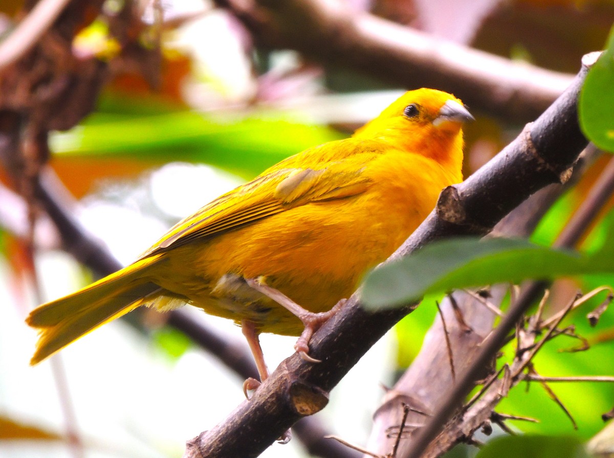 Saffron Finch - Rafael Tovar // Parque Temático Cafetero Finca La Pedregoza