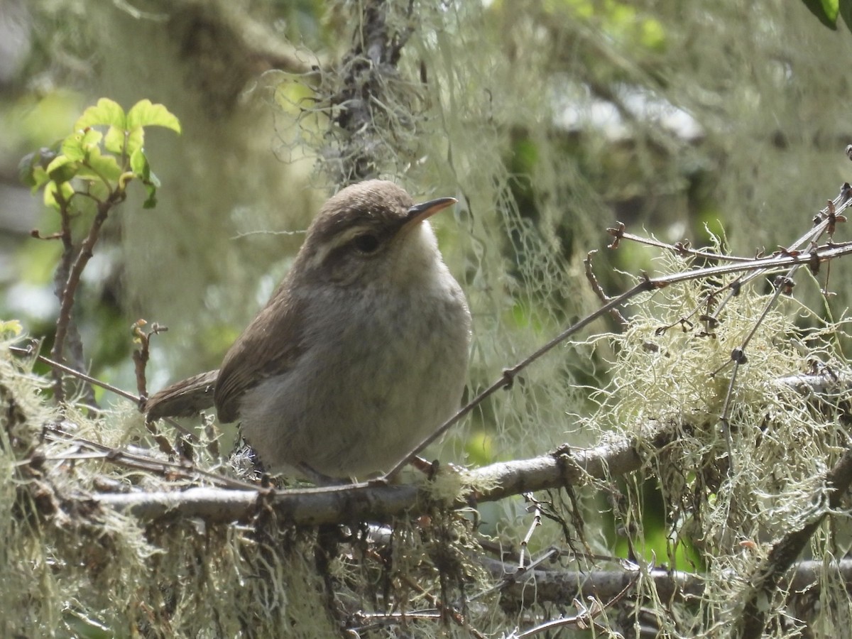 Bewick's Wren - ML619553575