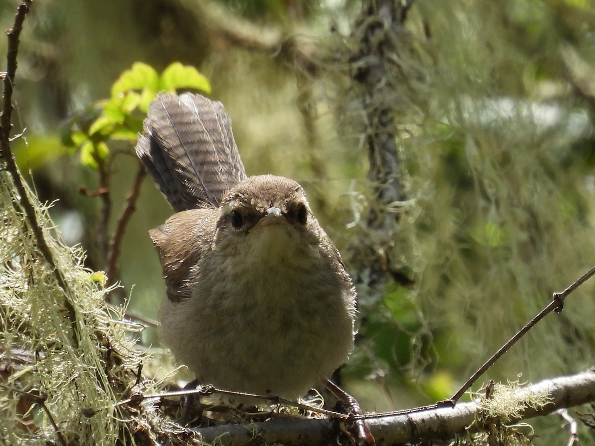 Bewick's Wren - ML619553576