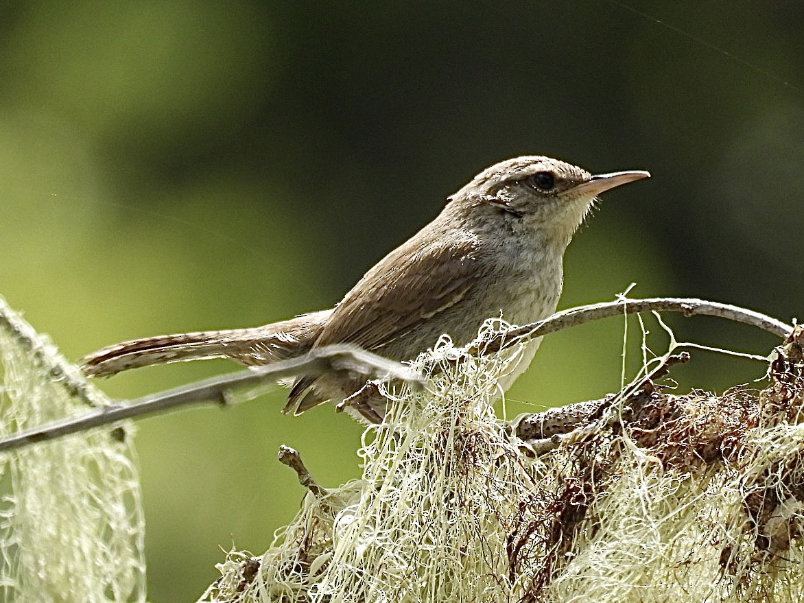 Bewick's Wren - Patti Northam