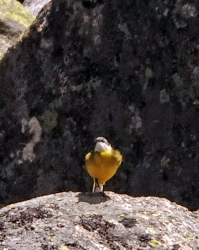 Rufous-tailed Rock-Thrush - Diane Drobka