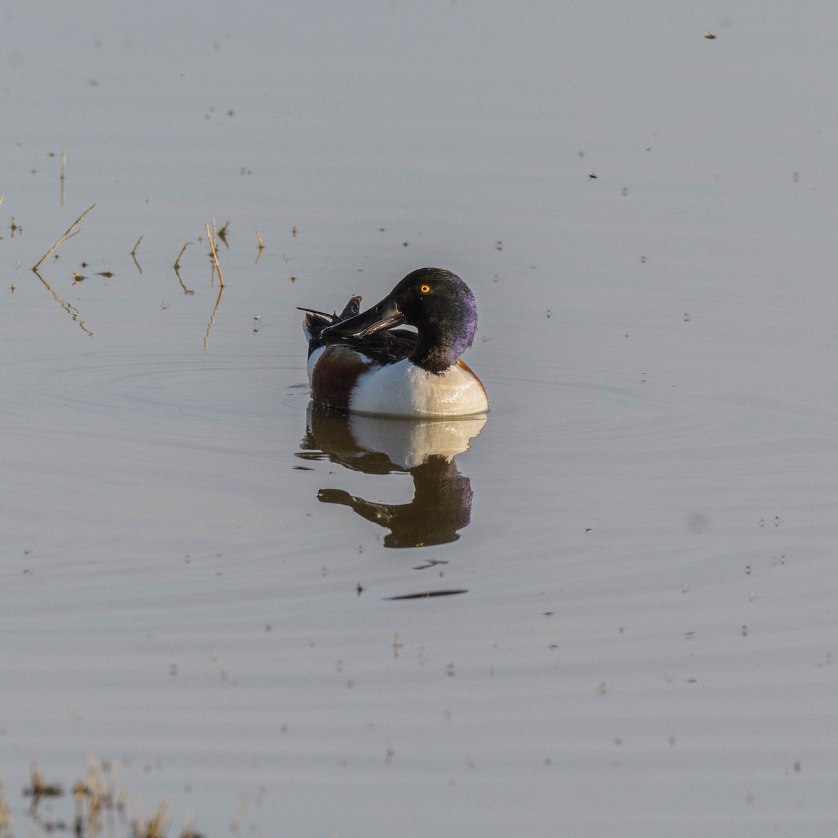 Northern Shoveler - ML619553580