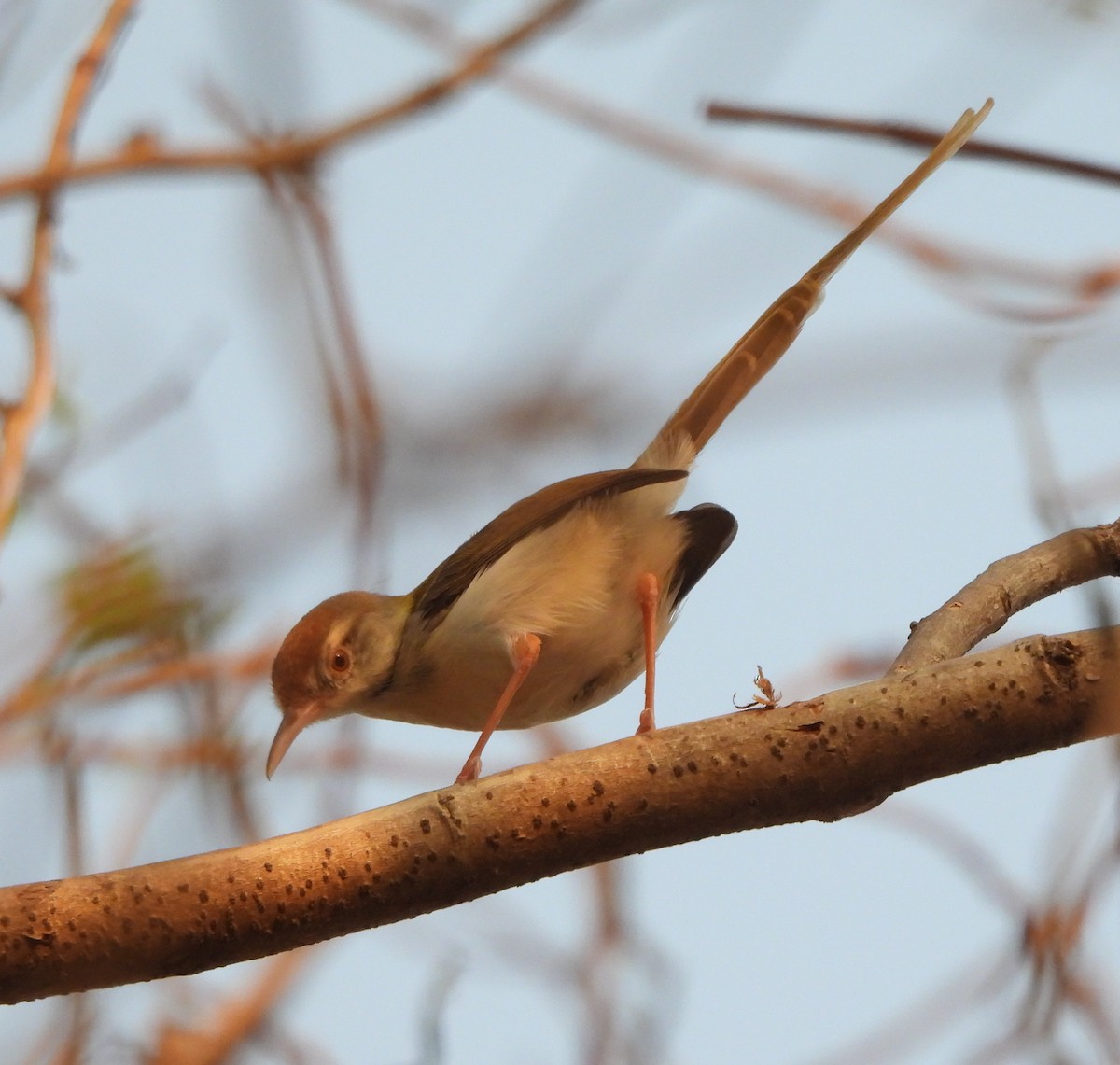 Common Tailorbird - Prof Chandan Singh Dalawat