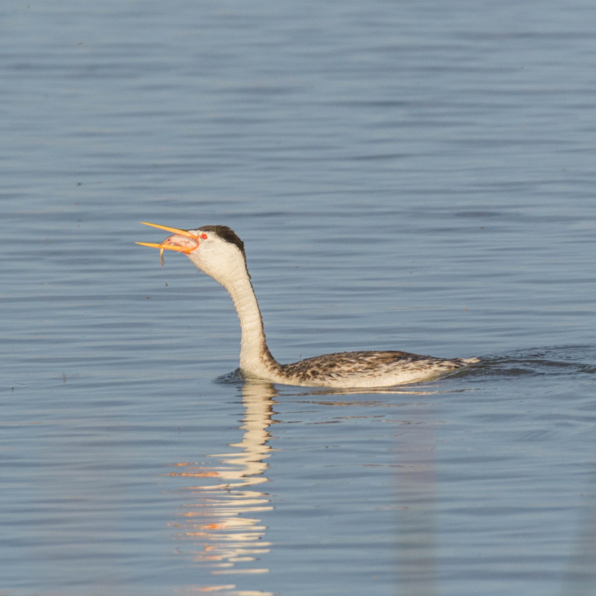 Western Grebe - Jon Zanone