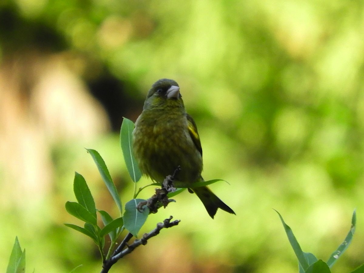 Oriental Greenfinch - ML619553585