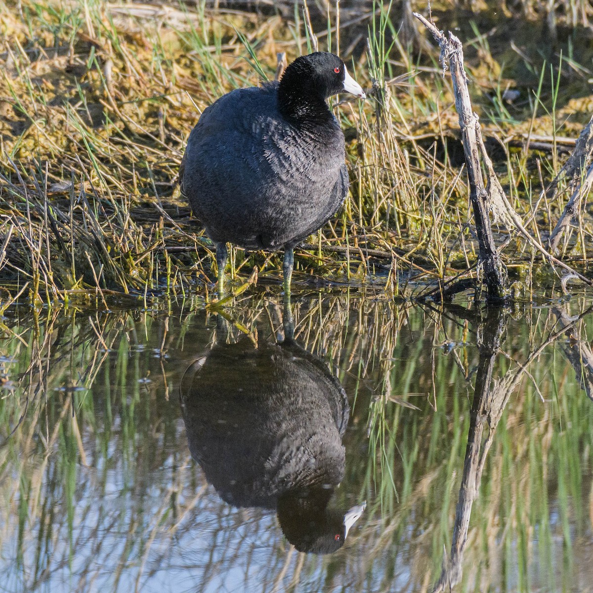 American Coot - Jon Zanone