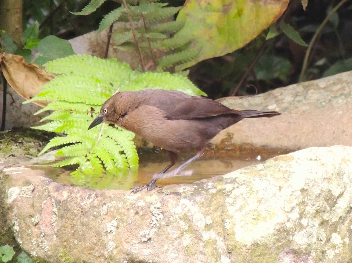 Carib Grackle - Rafael Tovar // Parque Temático Cafetero Finca La Pedregoza