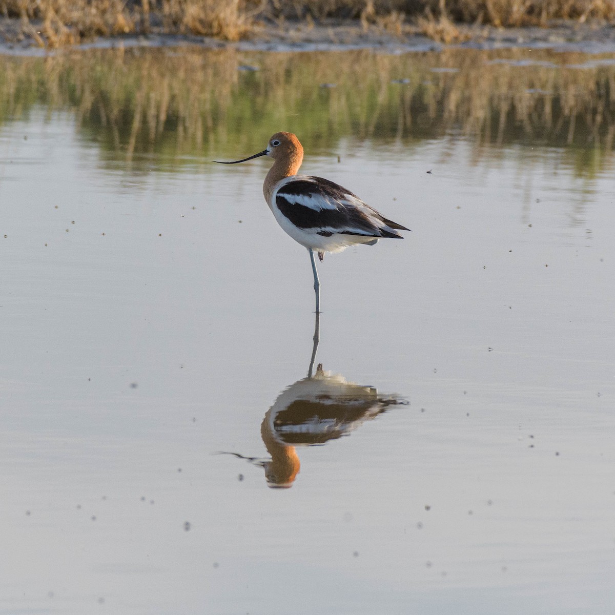 American Avocet - Jon Zanone