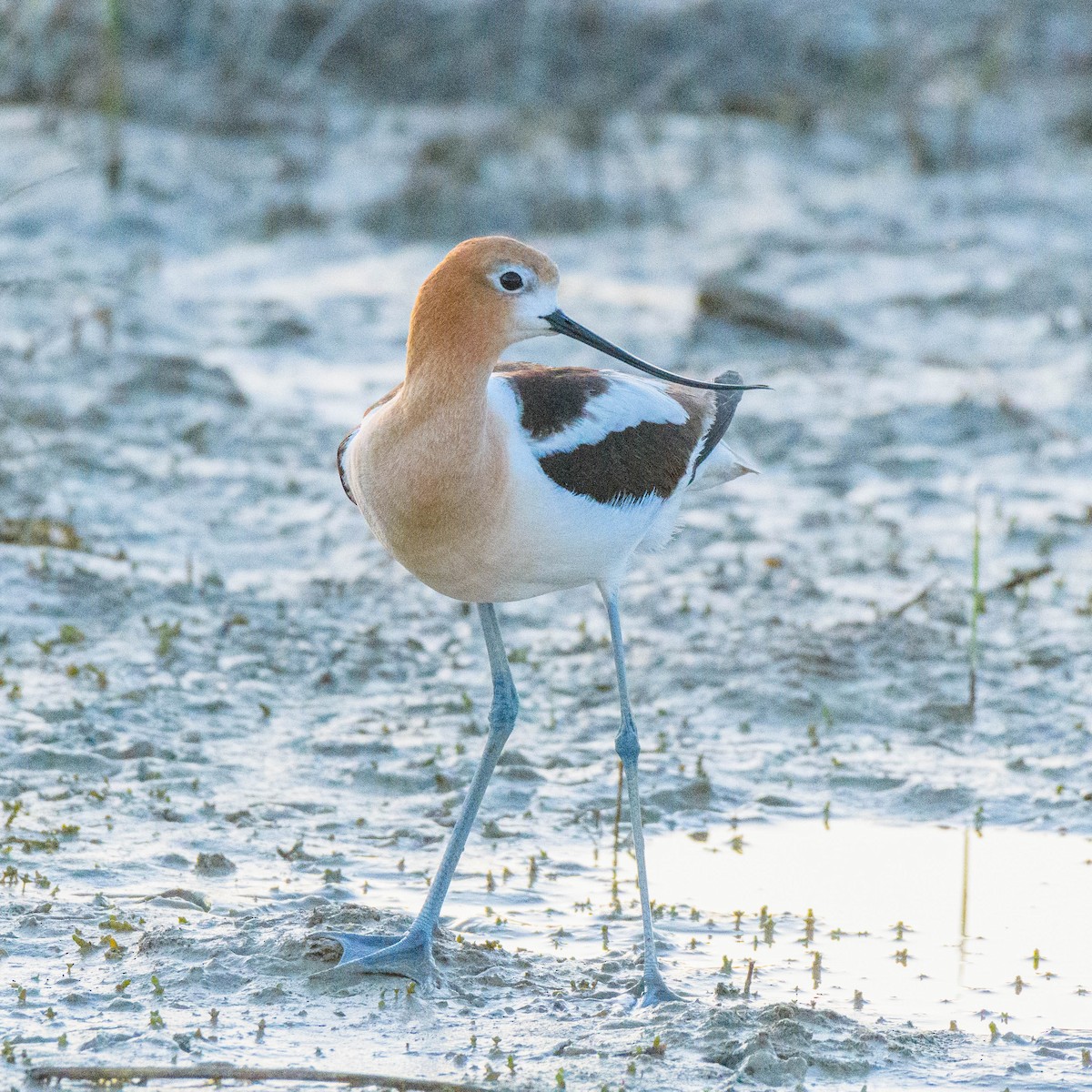 American Avocet - Jon Zanone