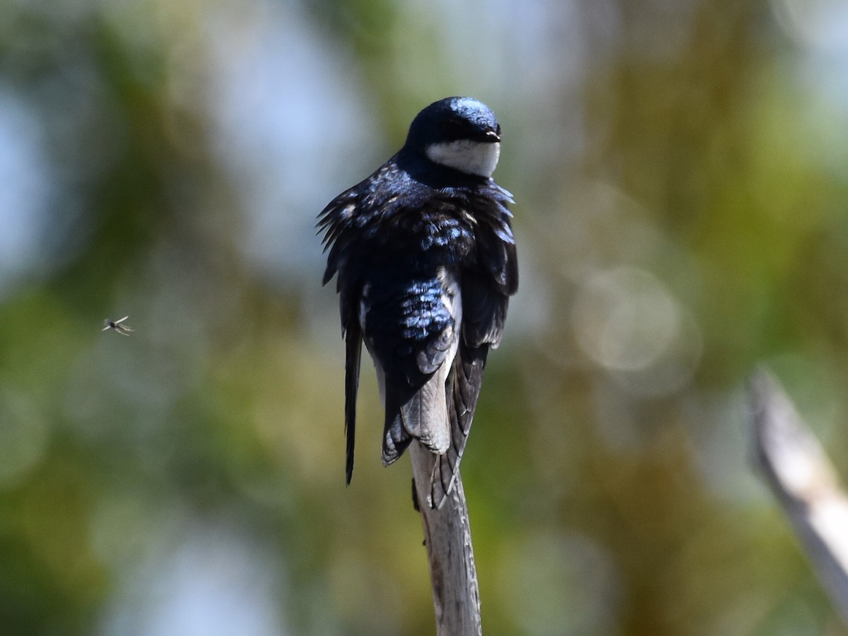 Tree Swallow - David Gallagher