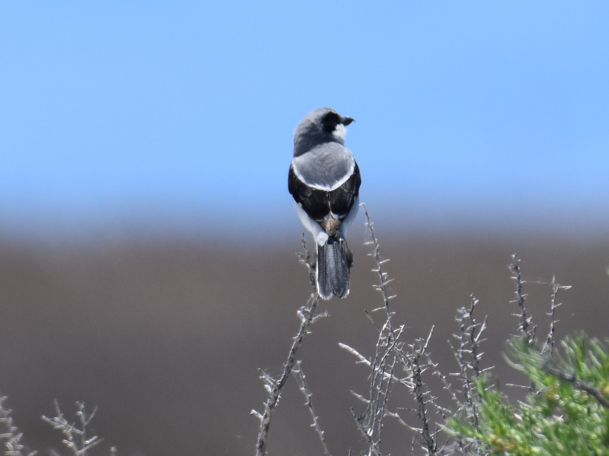 Loggerhead Shrike - David Gallagher