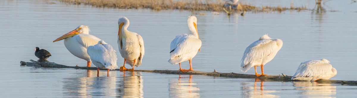 American White Pelican - Jon Zanone