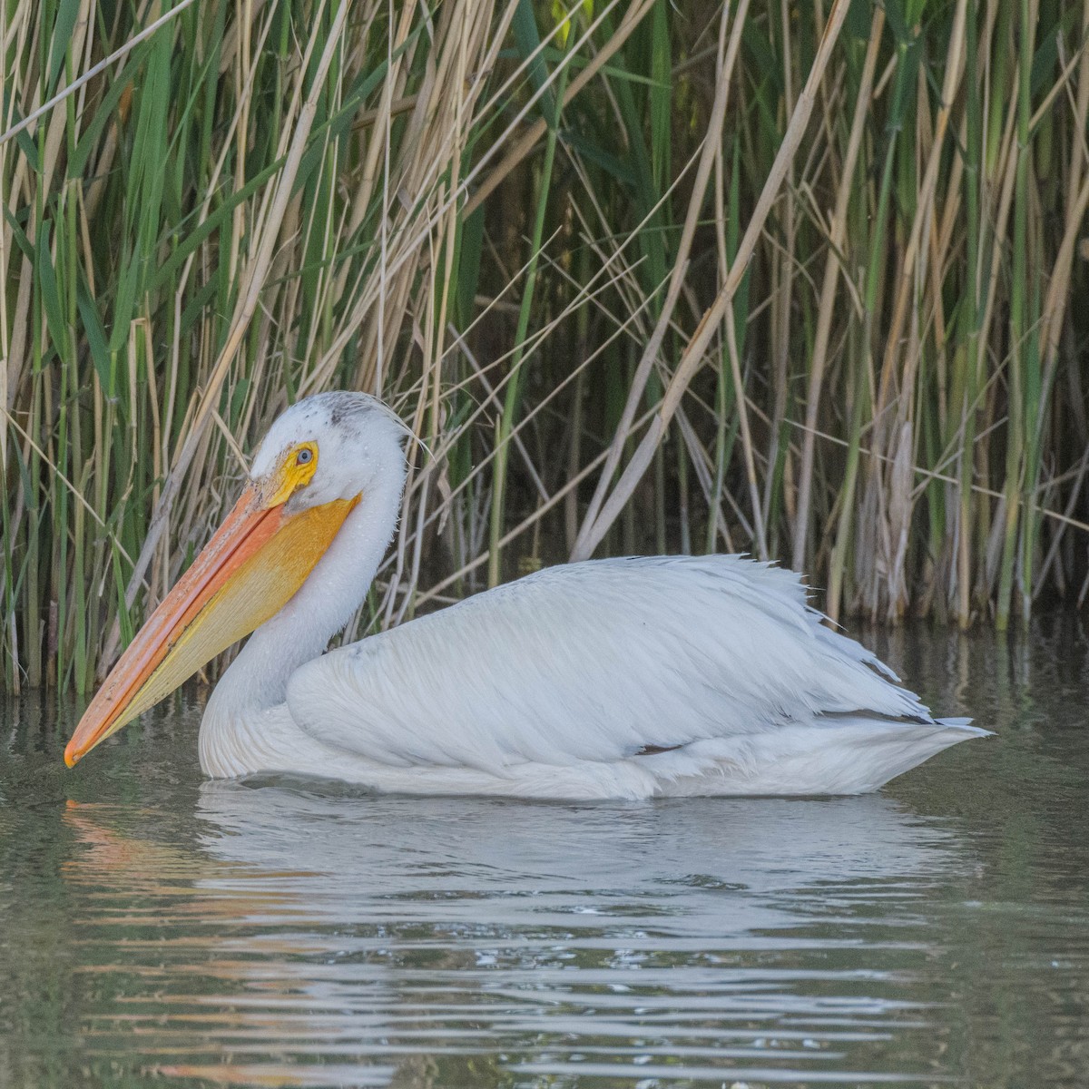 American White Pelican - Jon Zanone