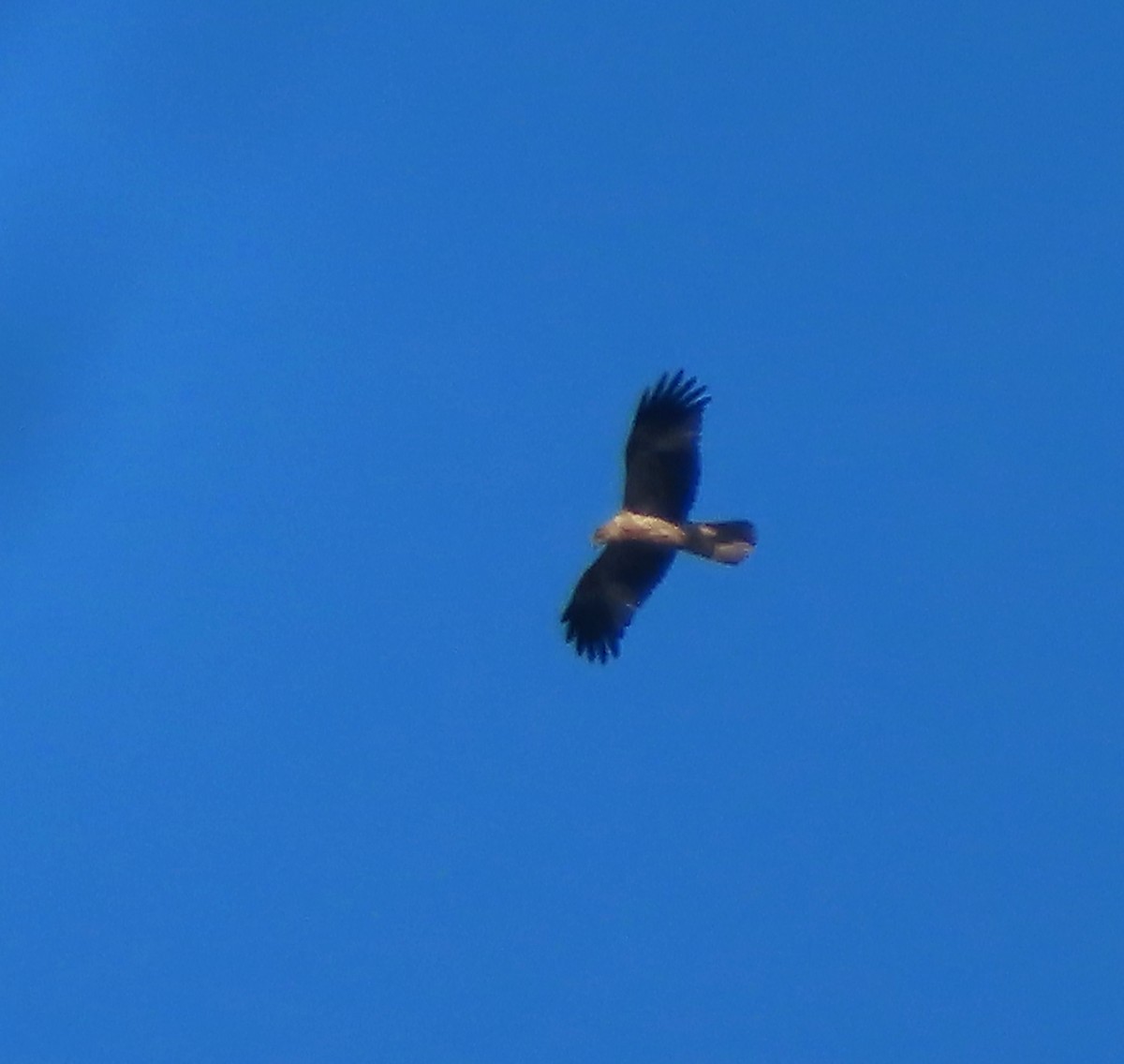 Whistling Kite - Paul Dobbie