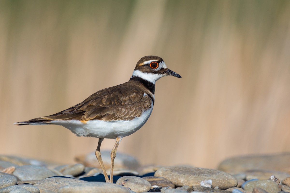 Killdeer - Larry Bird