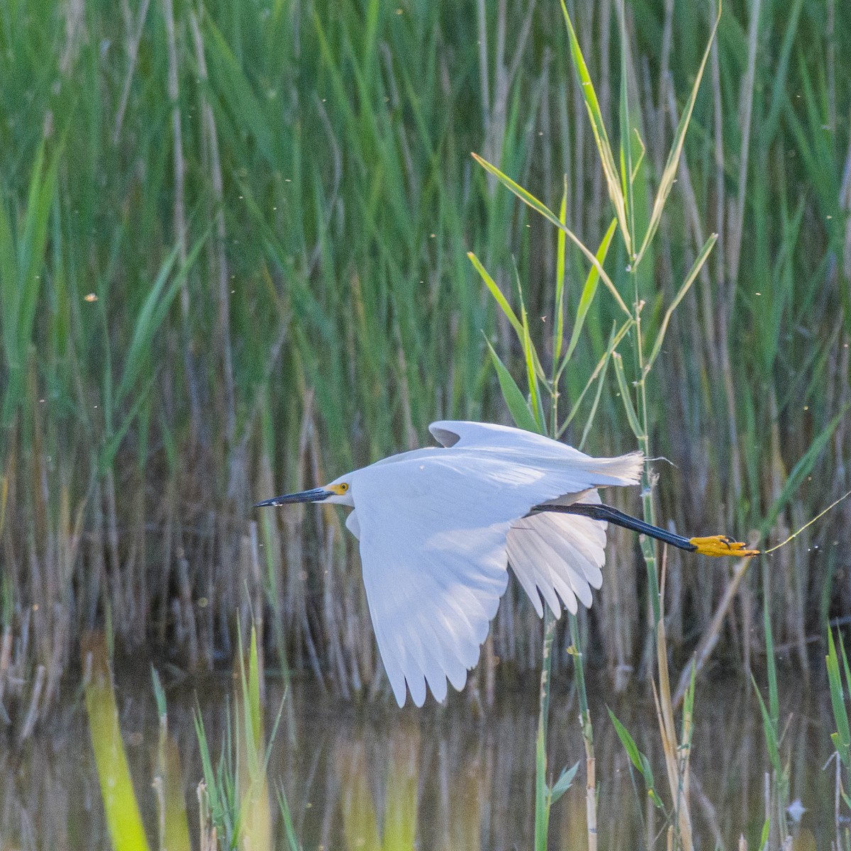 Snowy Egret - Jon Zanone