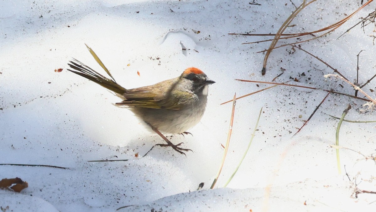 Green-tailed Towhee - Alistair Skinner